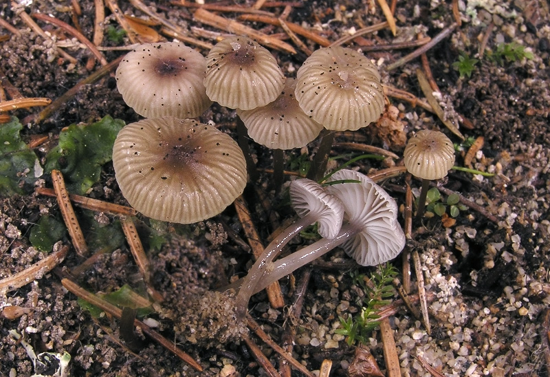 Mycena vulgaris